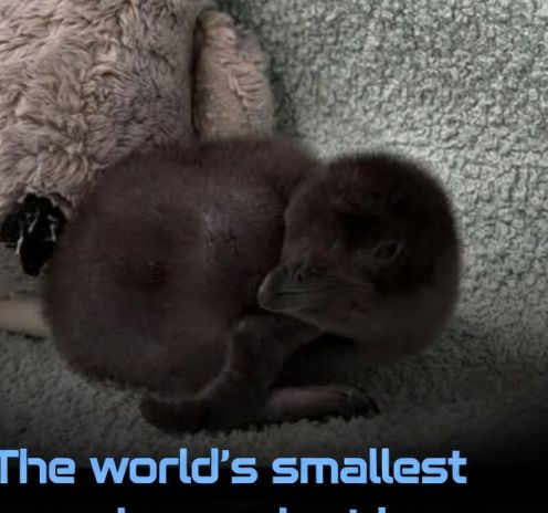 World's Tiniest Penguin